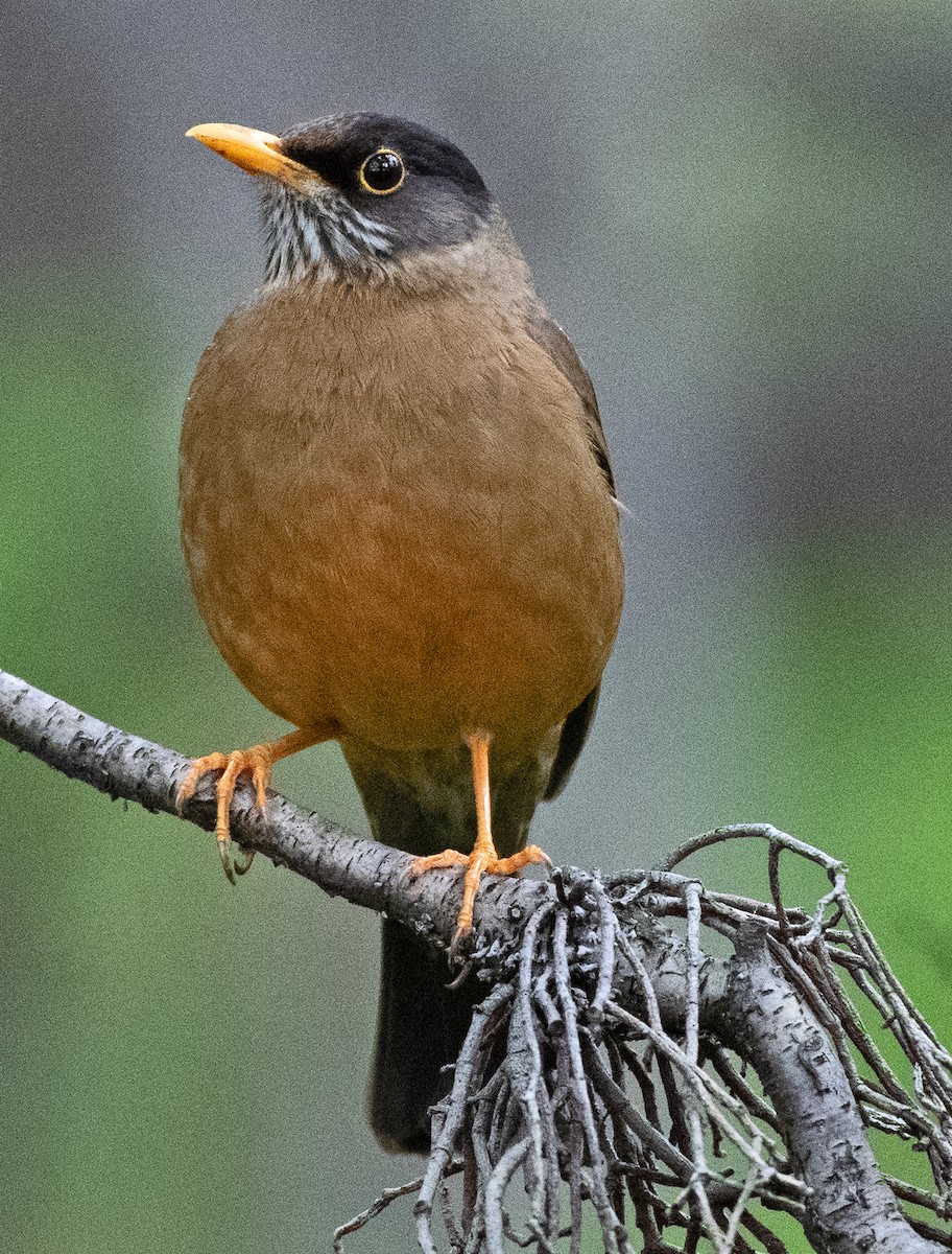 Austral Thrush (Magellan) - ML646078849