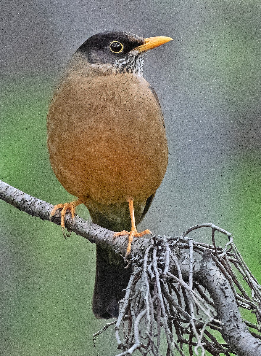 Austral Thrush (Magellan) - ML646078850
