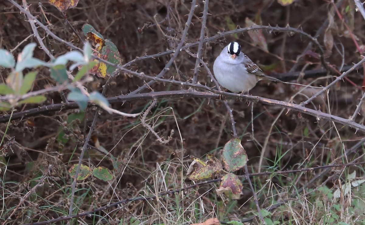 White-crowned Sparrow (Dark-lored) - ML646078851