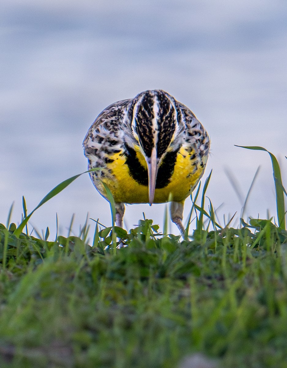 Western Meadowlark - ML646078852