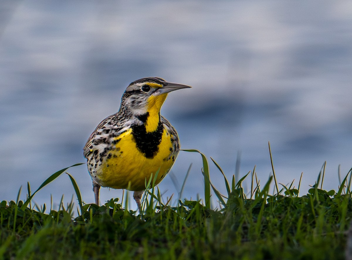 Western Meadowlark - ML646078853