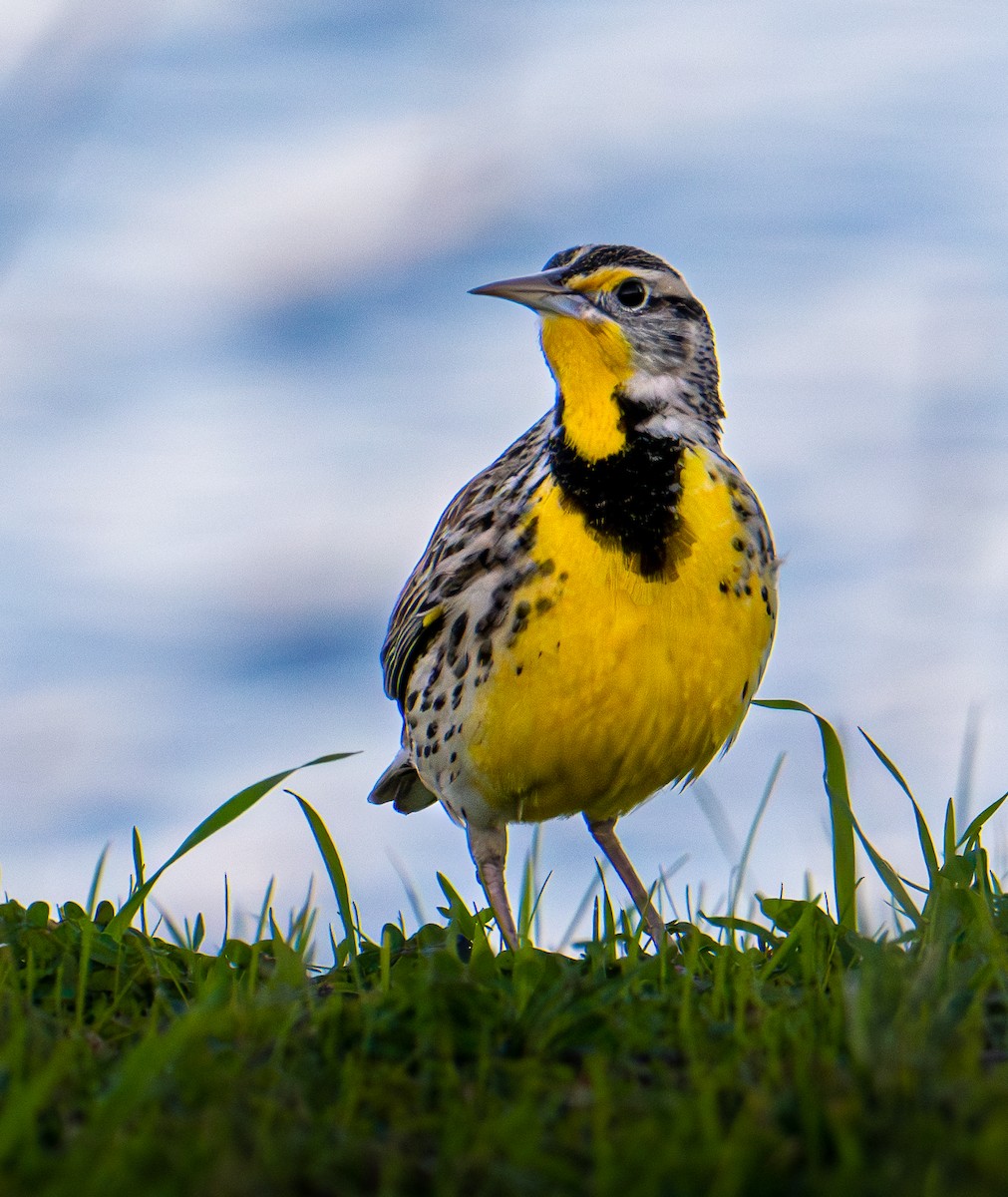 Western Meadowlark - ML646078854