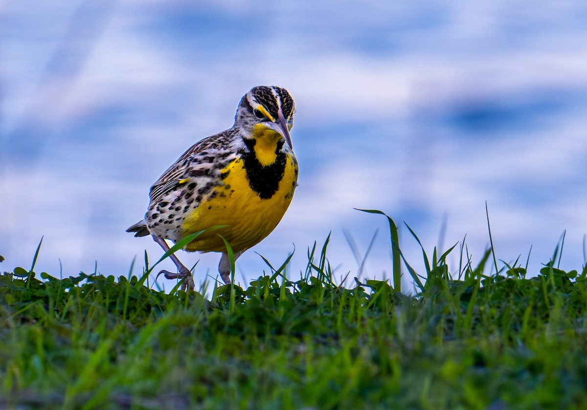 Western Meadowlark - ML646078855