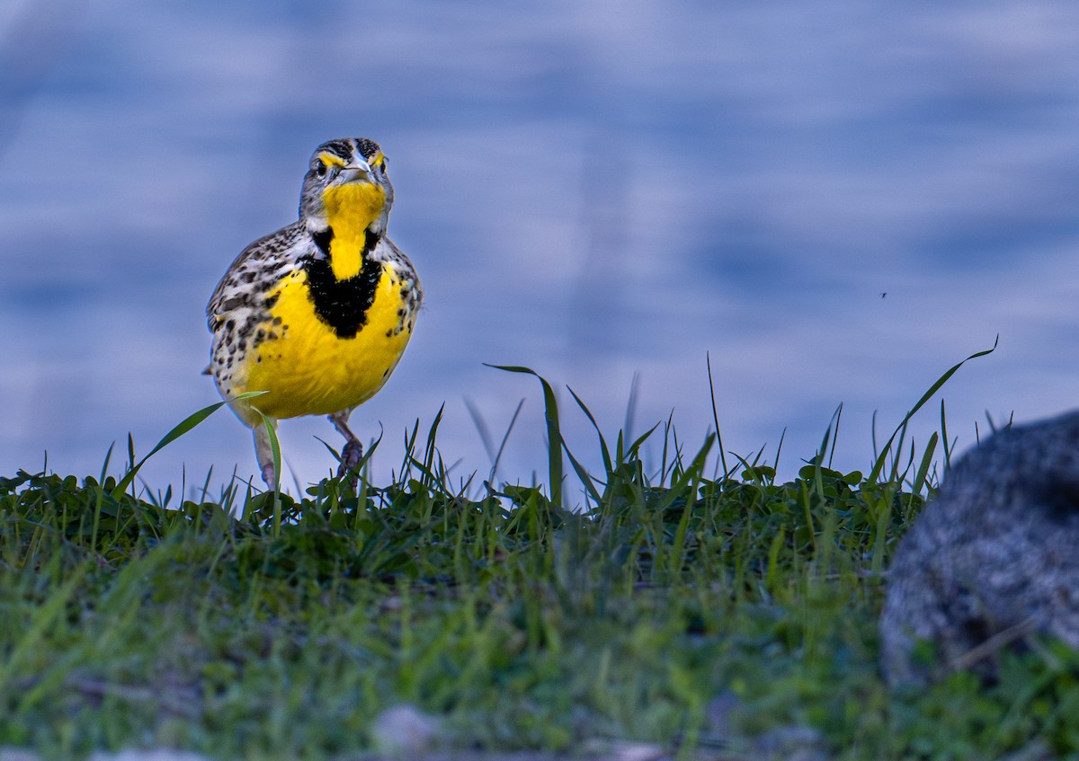 Western Meadowlark - ML646078856