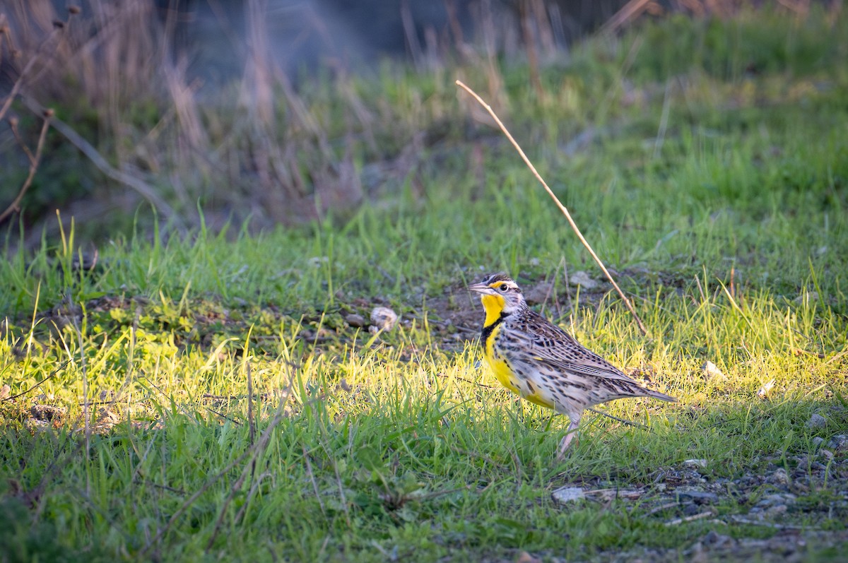 Western Meadowlark - ML646078857