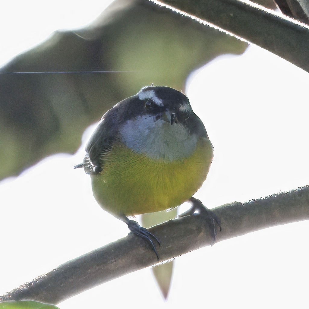 Bananaquit - ML646078858