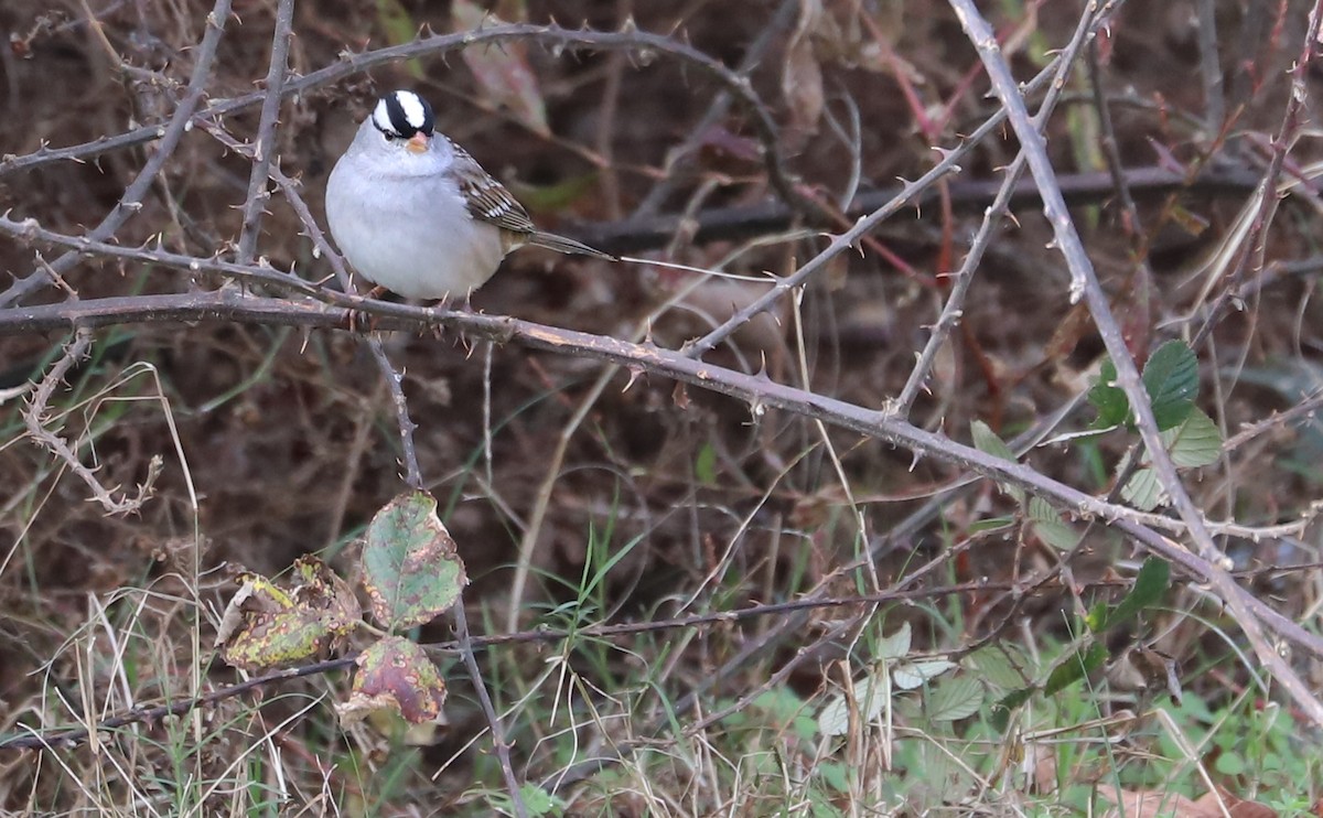 White-crowned Sparrow (Dark-lored) - ML646078859