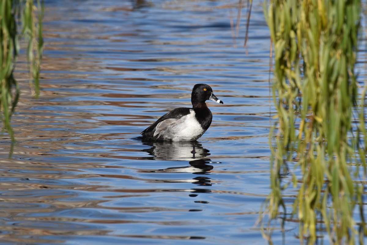 Murgilari lepokoduna - ML646078860