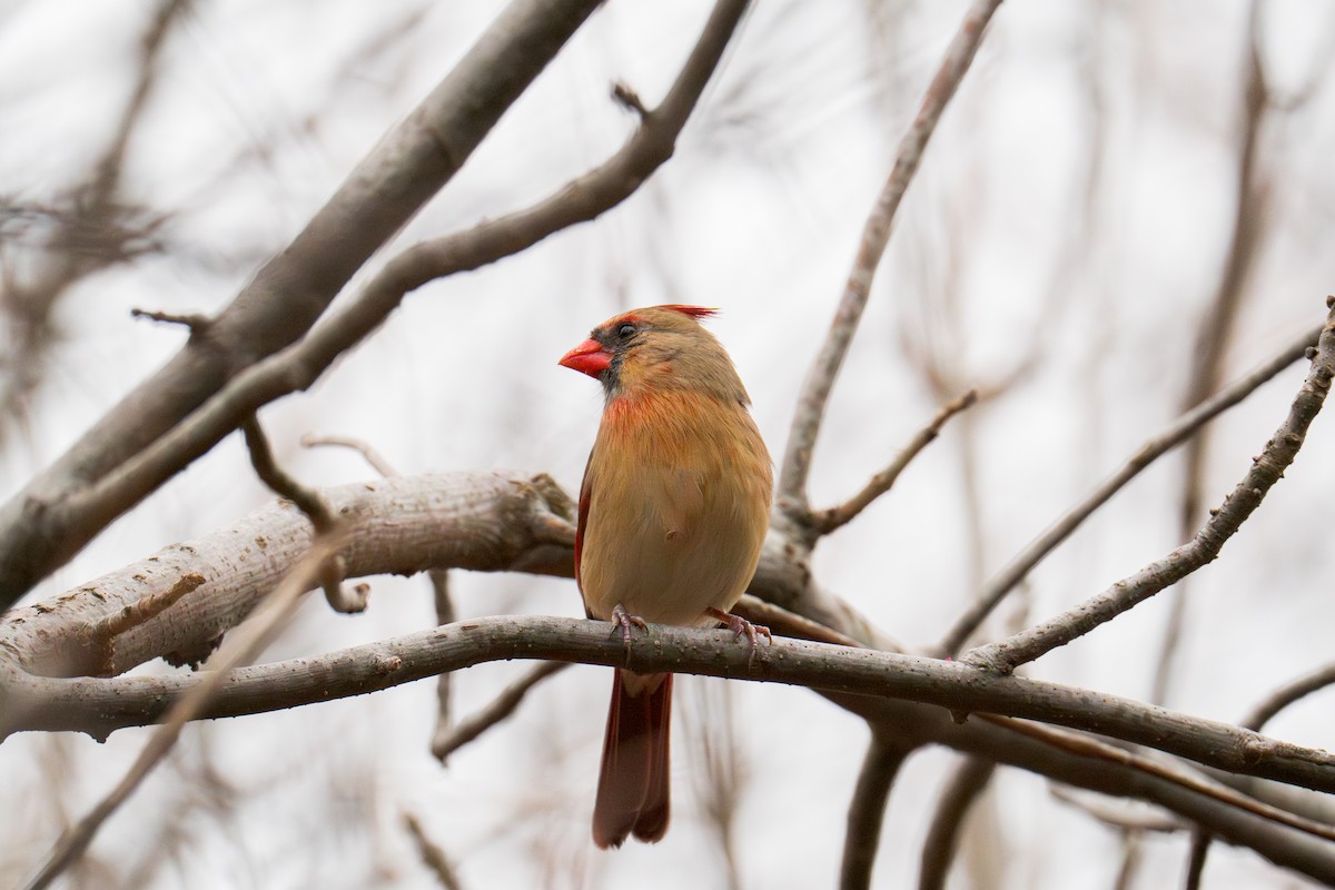 Kardinal arrunta - ML646078862