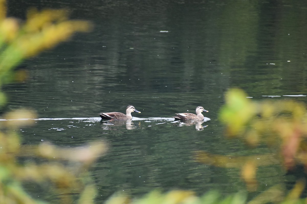 Ahate mokopikart txinatarra - ML646078863