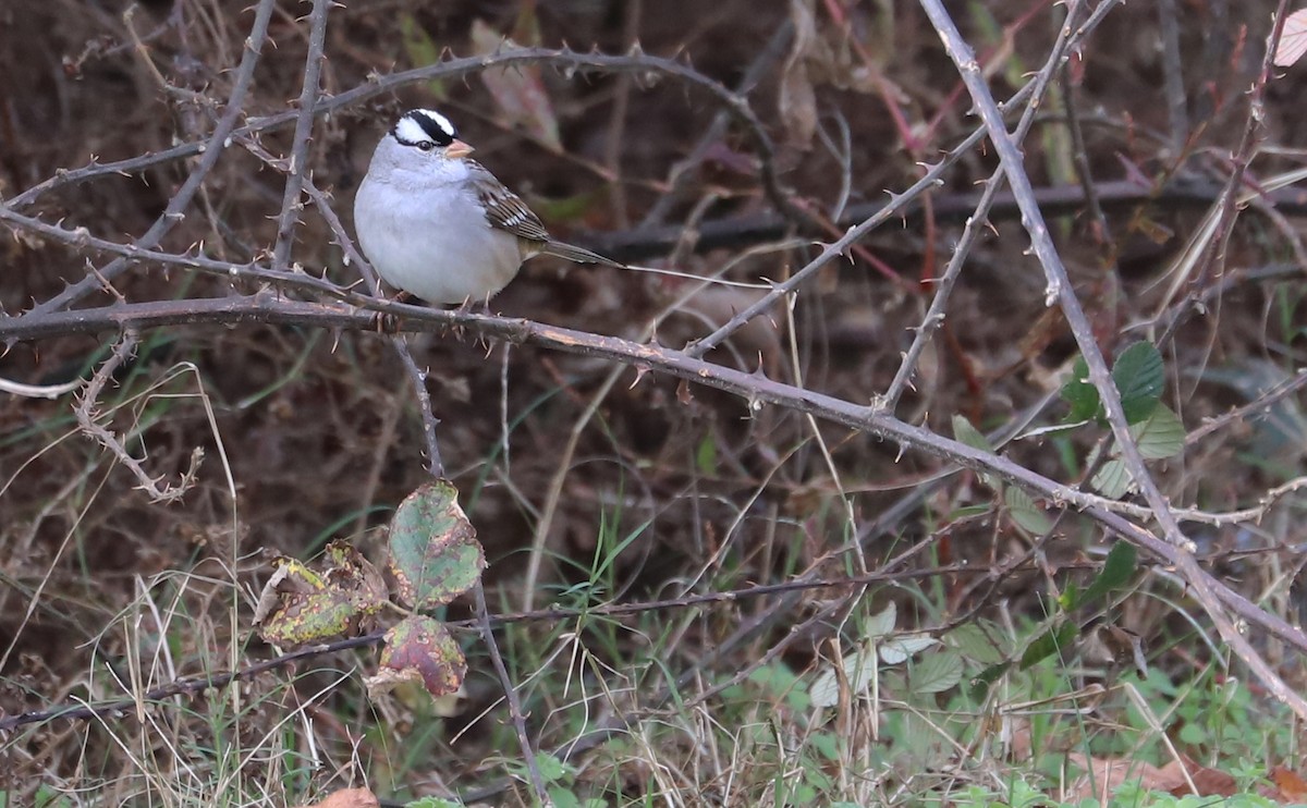 White-crowned Sparrow (Dark-lored) - ML646078864