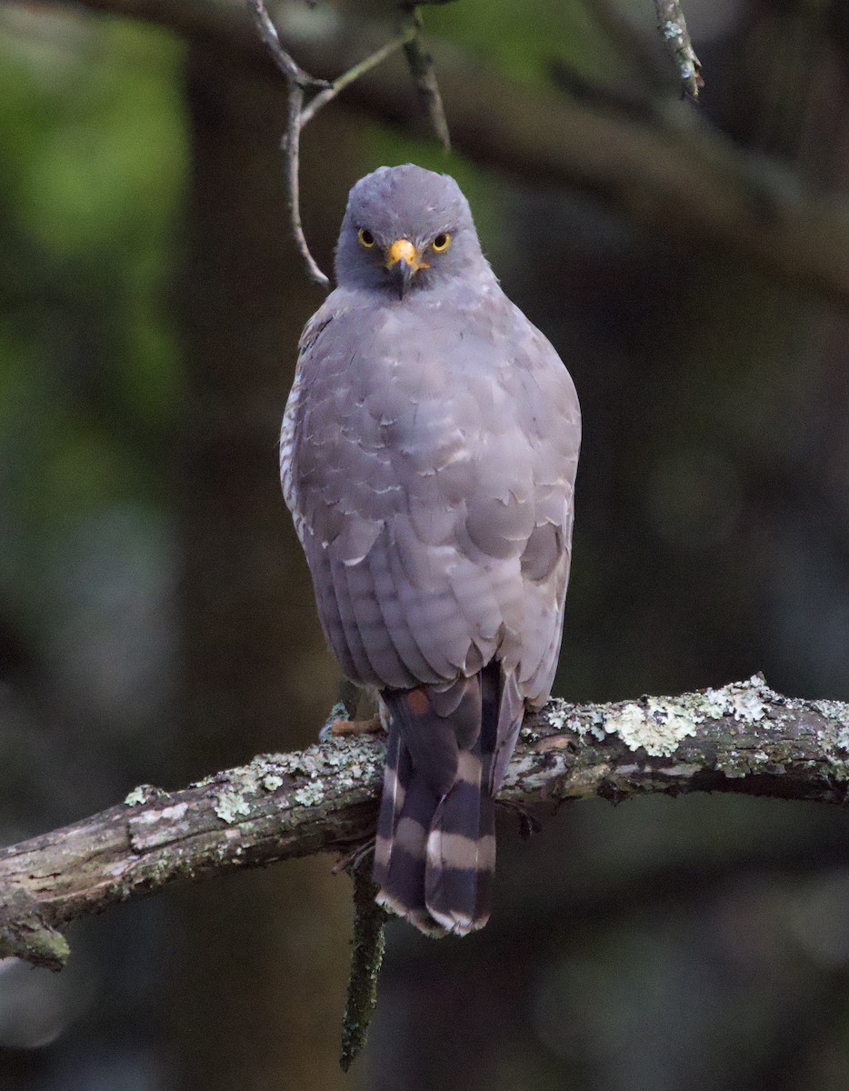 Roadside Hawk - ML646078865