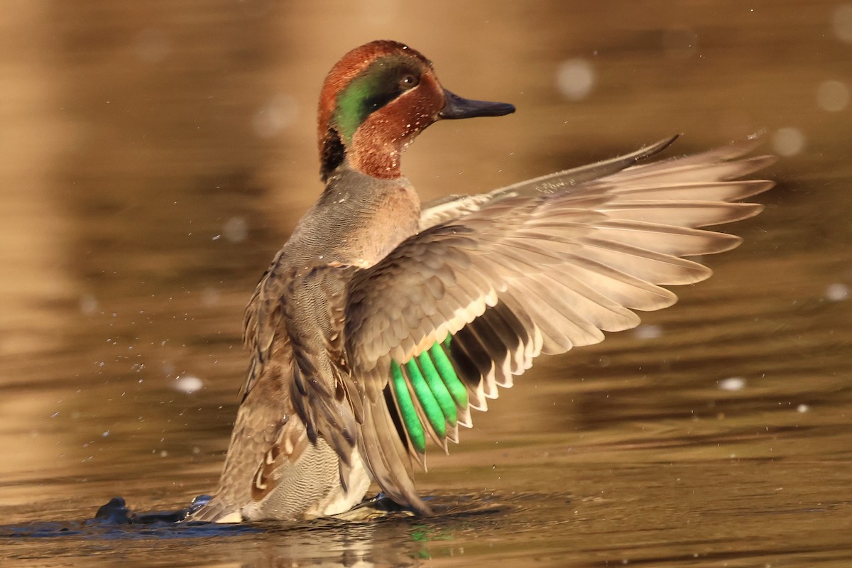 Zertzeta arrunta - ML646078866