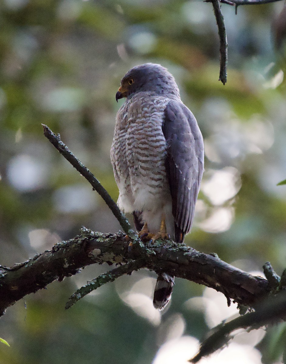 Roadside Hawk - ML646078867