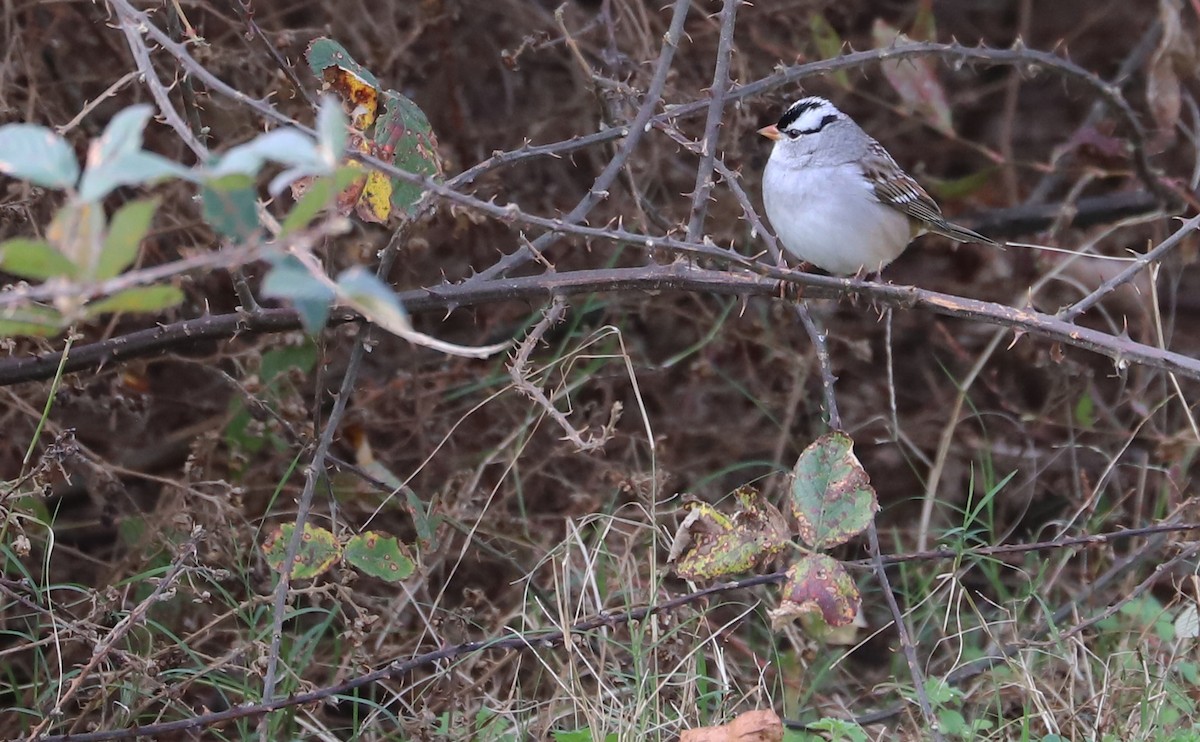 White-crowned Sparrow (Dark-lored) - ML646078868