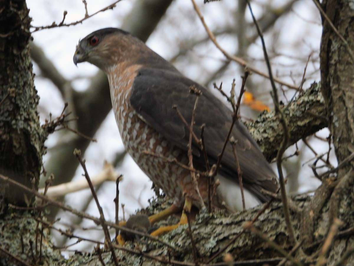 Cooper's Hawk - ML646078869
