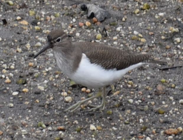 Kuliska txikia - ML646078870