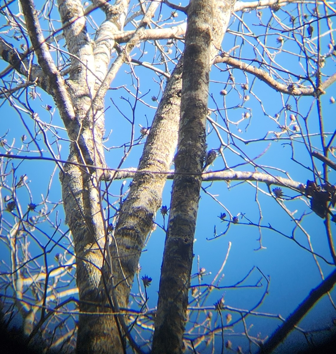 Gerri-txori amerikarra - ML646078871