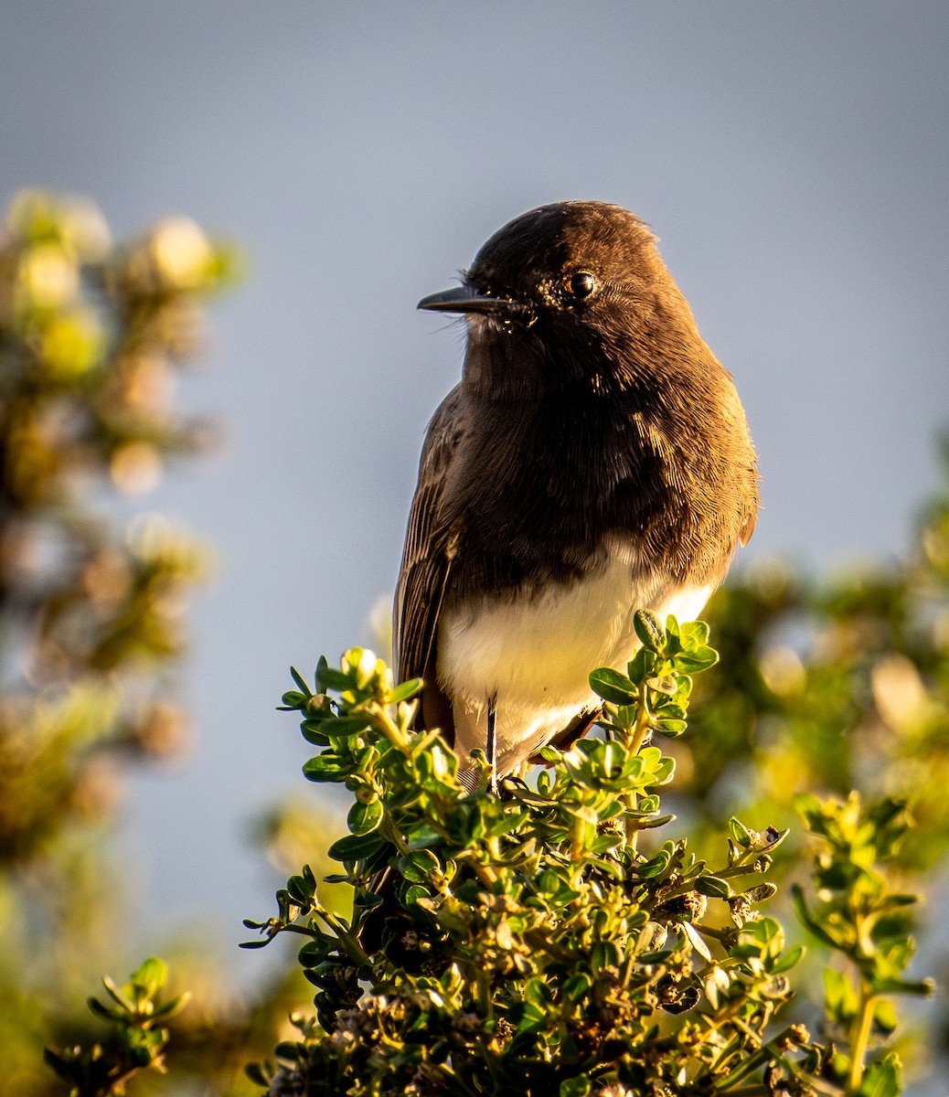 Black Phoebe - ML646078872