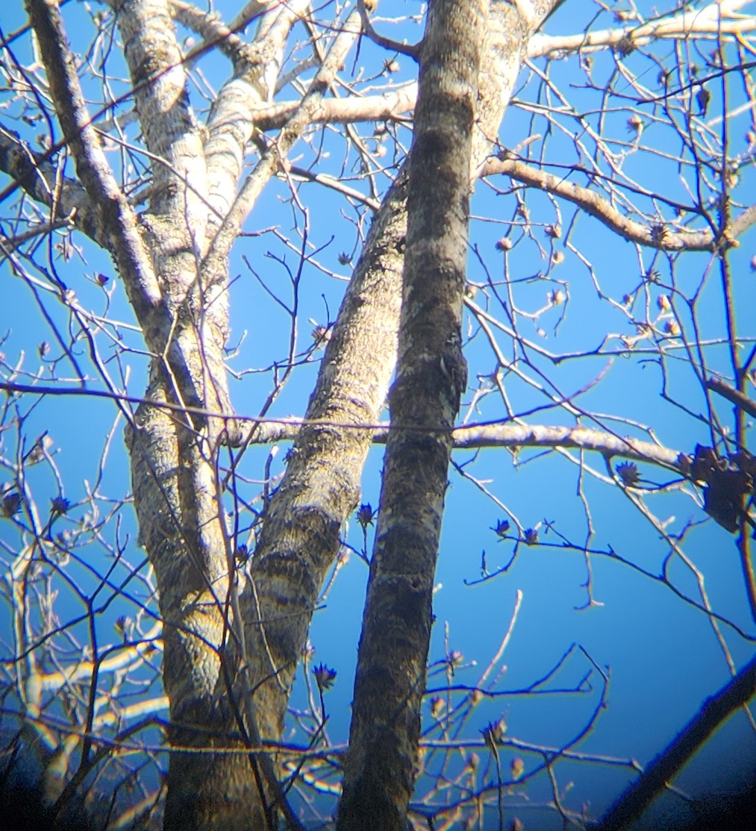 Gerri-txori amerikarra - ML646078873