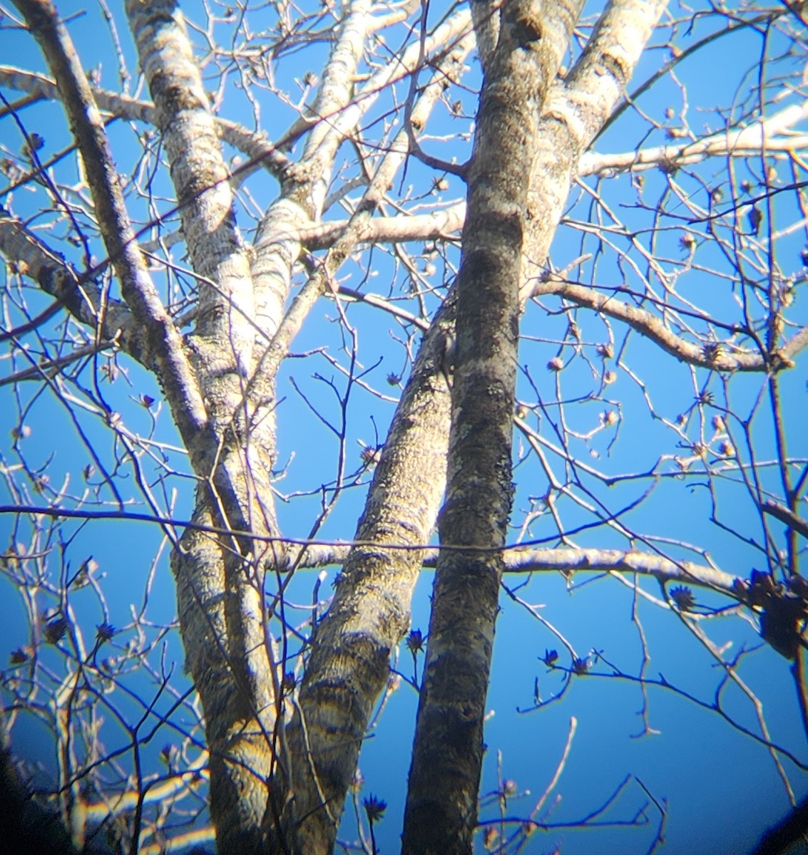 Gerri-txori amerikarra - ML646078874