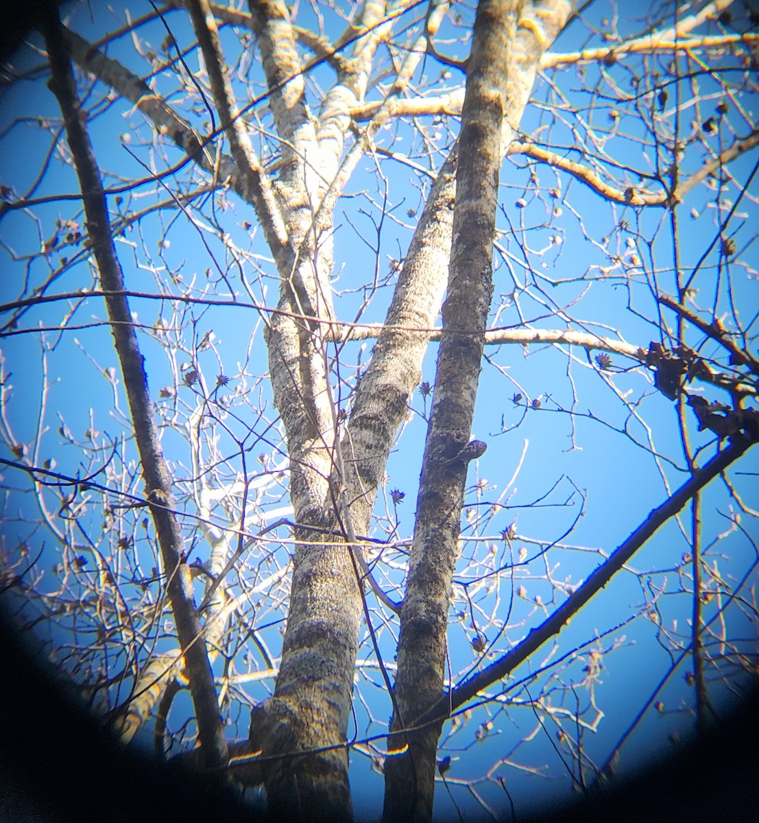 Gerri-txori amerikarra - ML646078875