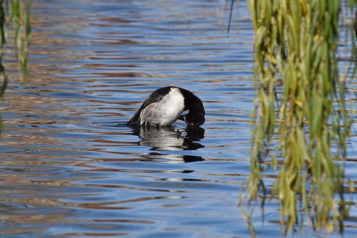 Murgilari lepokoduna - ML646078877