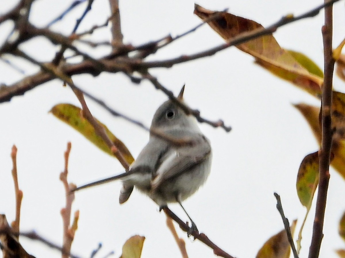 ブユムシクイ - ML646078879