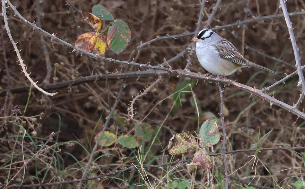 White-crowned Sparrow (Dark-lored) - ML646078880