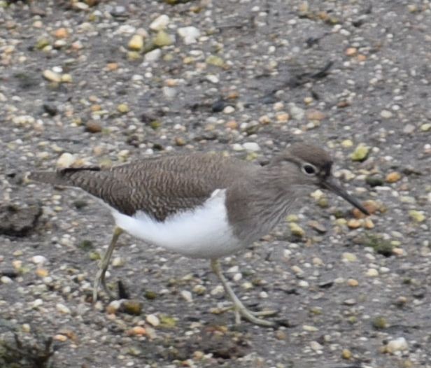 Common Sandpiper - ML646078881