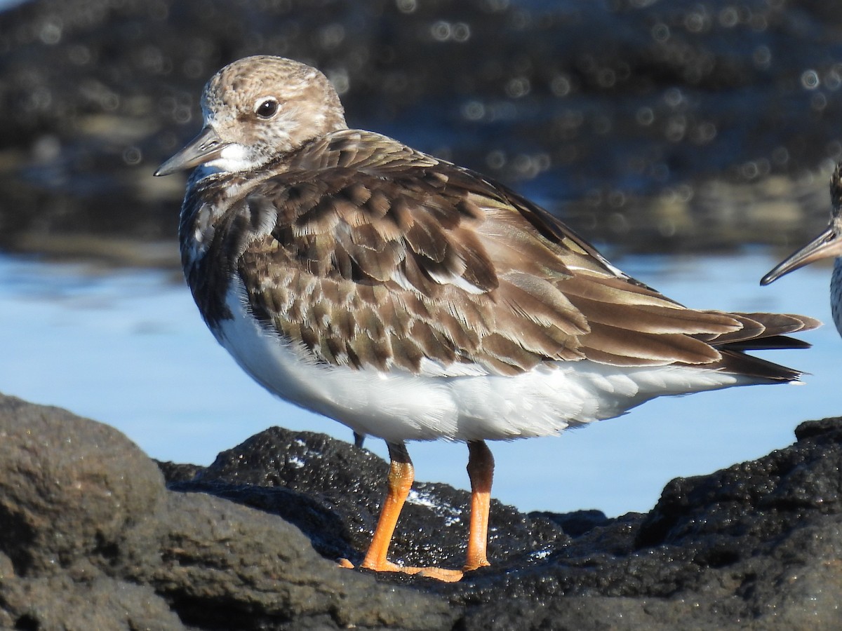 Ruddy Turnstone - ML646078882