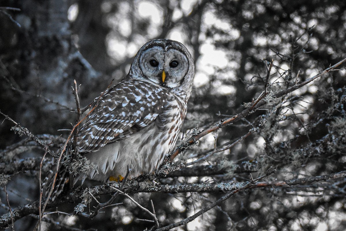 Barred Owl - ML646078885