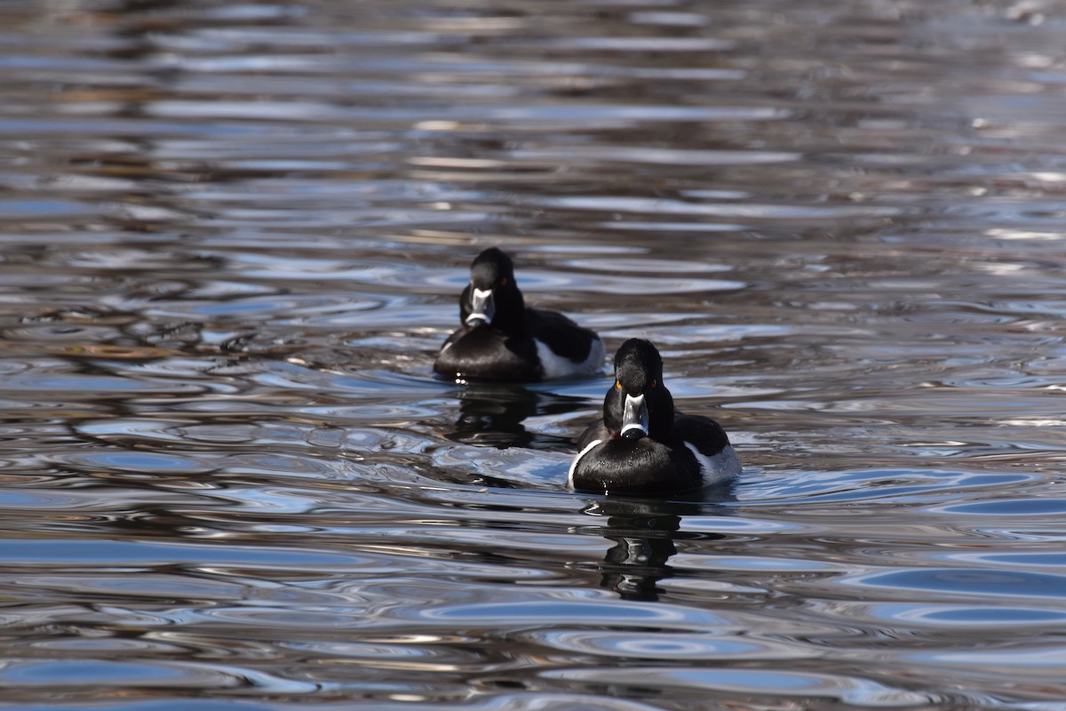 環頸潛鴨 - ML646078895