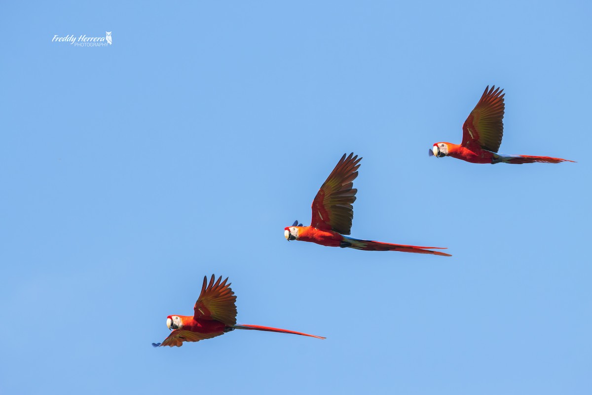 Scarlet Macaw - ML646078897