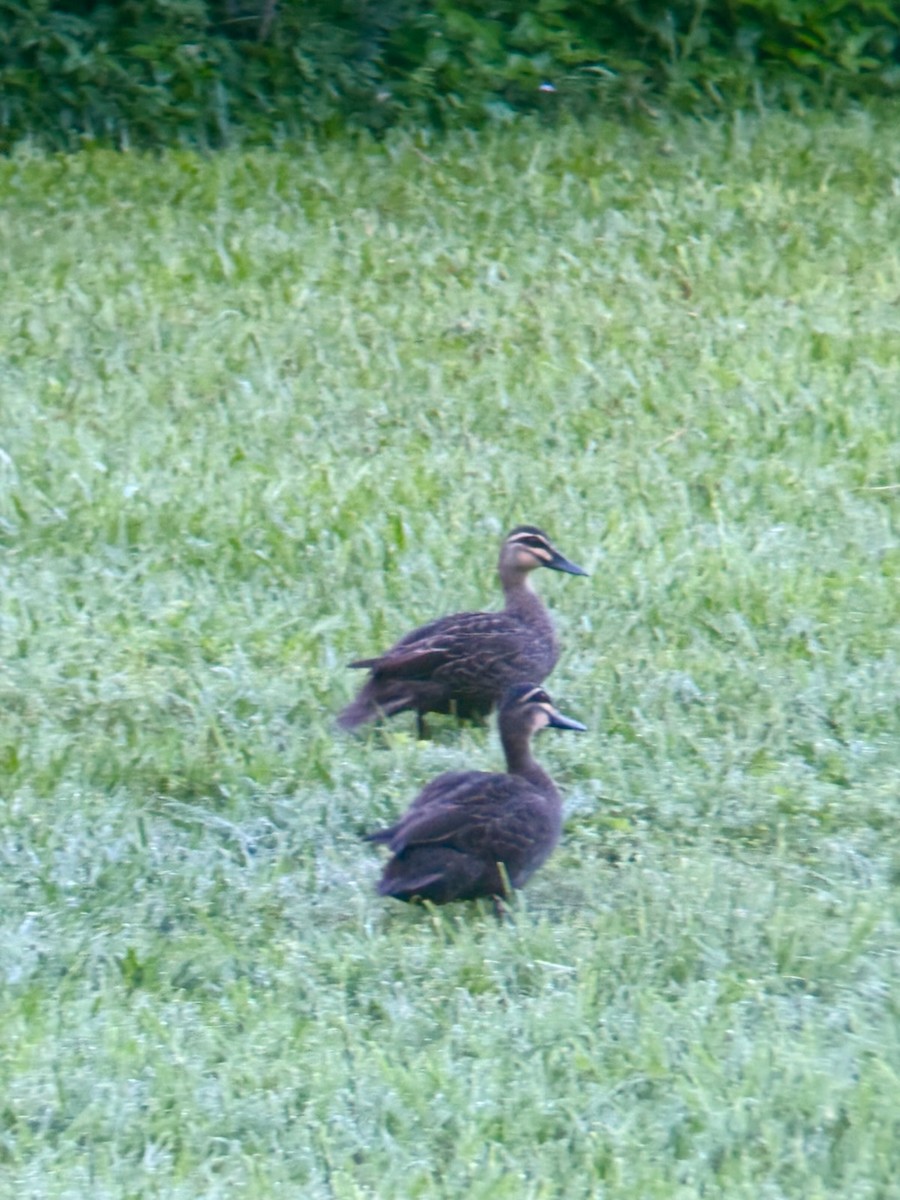 Pacific Black Duck - ML646078902
