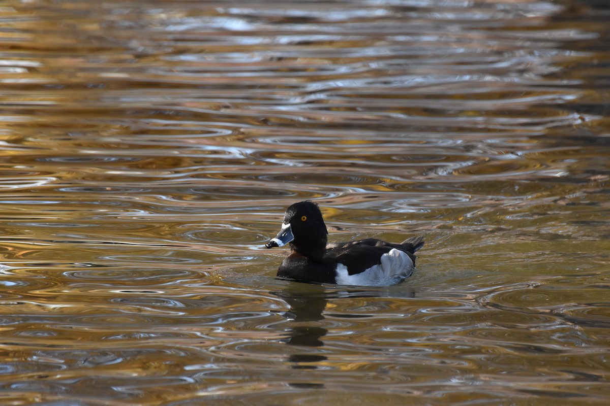 環頸潛鴨 - ML646078904