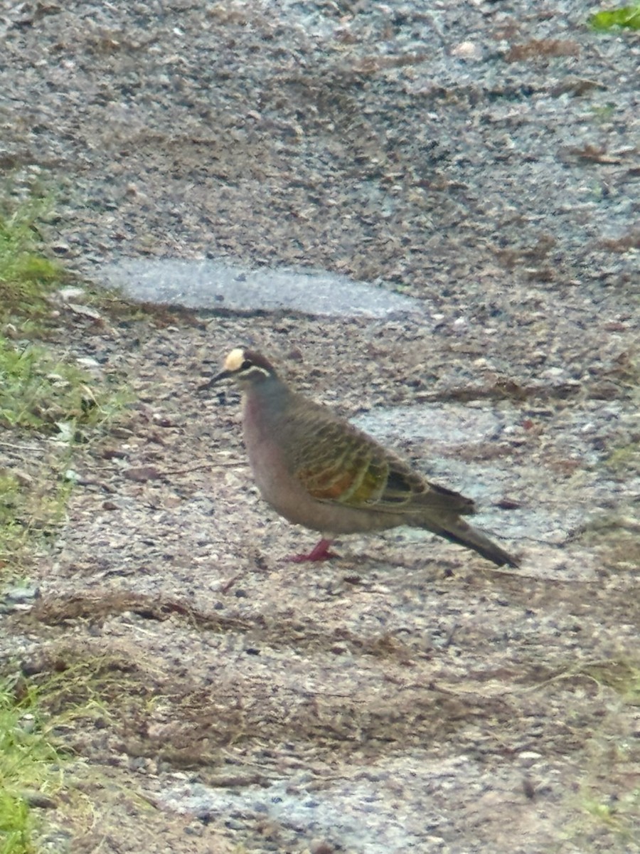 Common Bronzewing - ML646078914