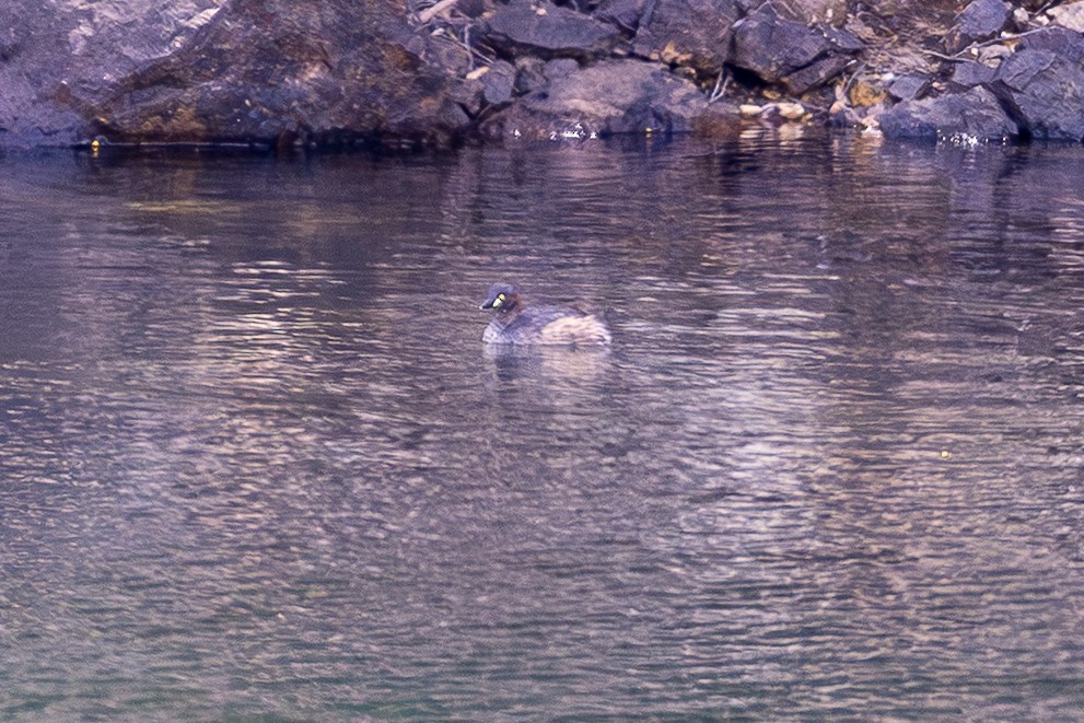 Australasian Grebe - ML646078917