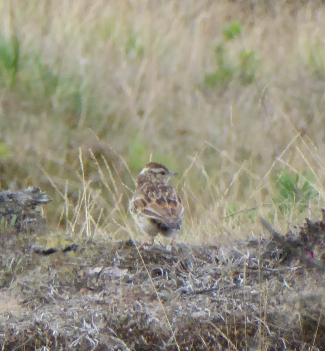 חוגת עצים - ML646078919