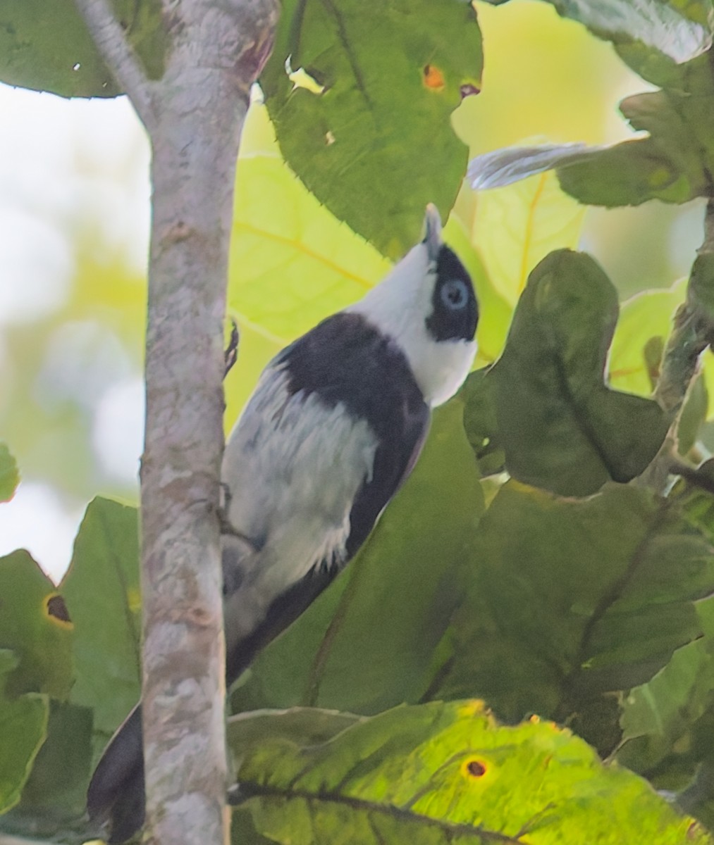 Pied Monarch - ML646078920