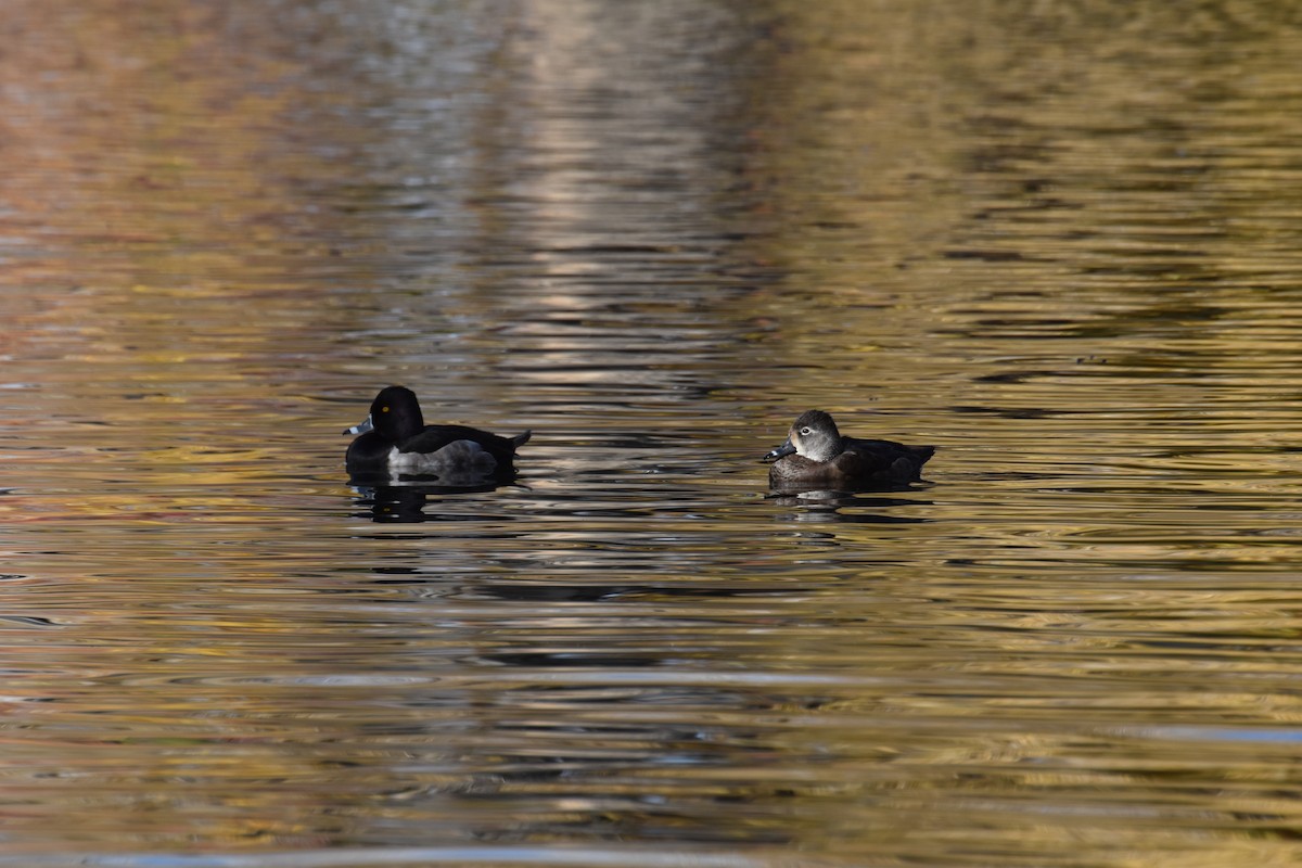 環頸潛鴨 - ML646078921