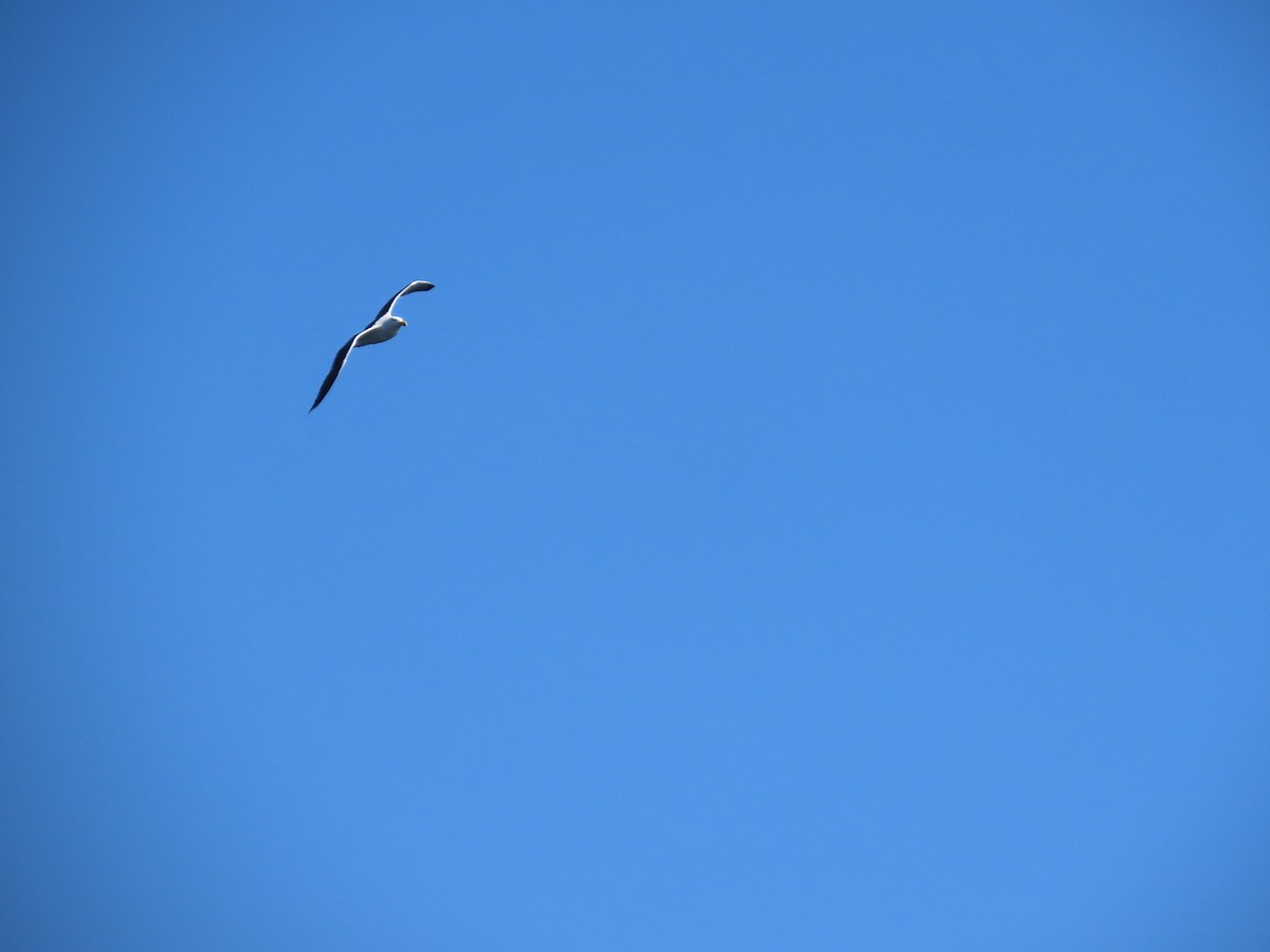 Great Black-backed Gull - ML646078925