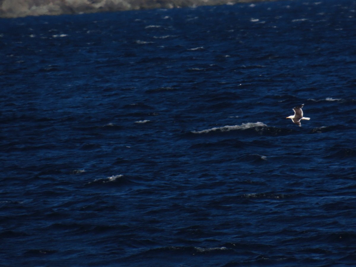Great Black-backed Gull - ML646078926