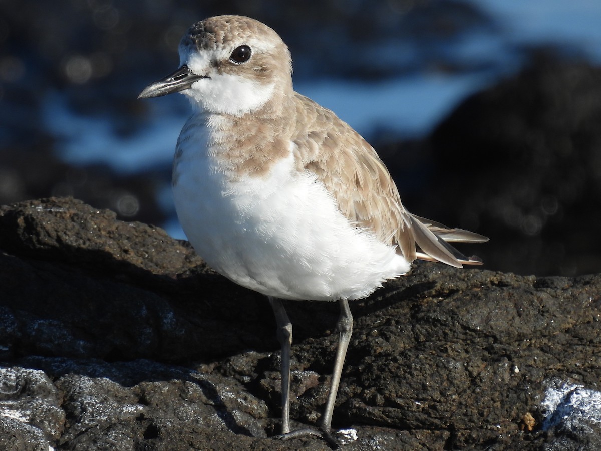 Greater Sand-Plover - ML646078930