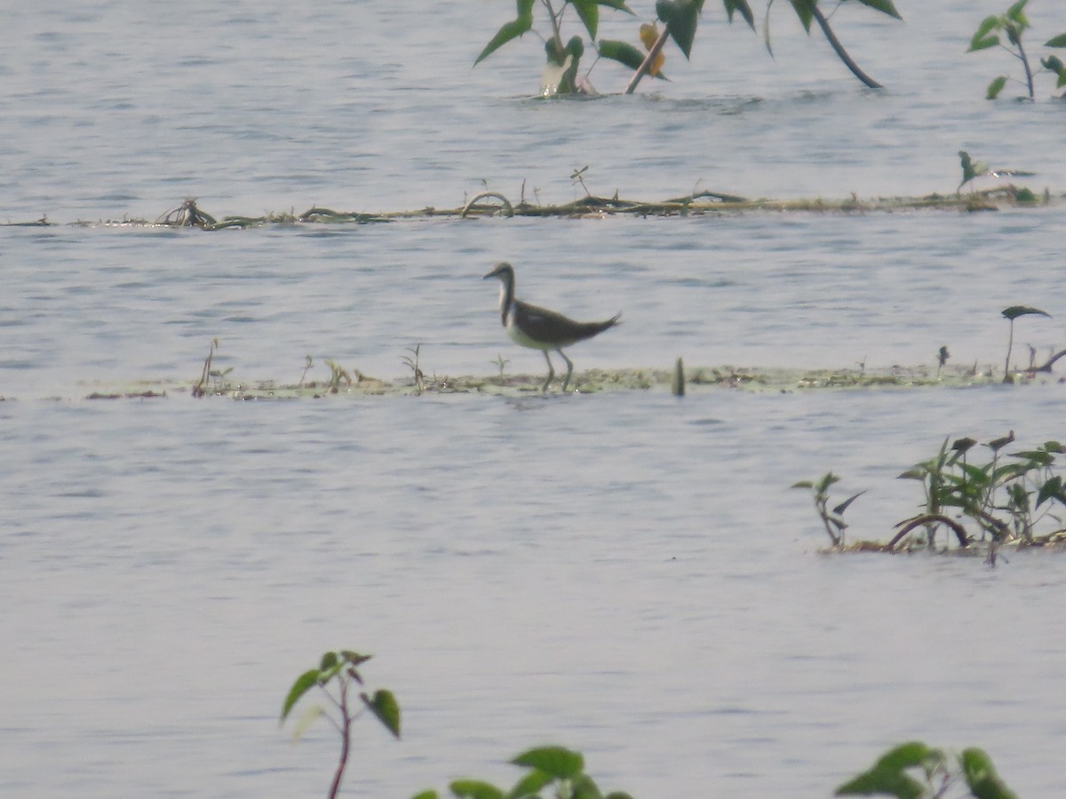 Pheasant-tailed Jacana - ML646078939