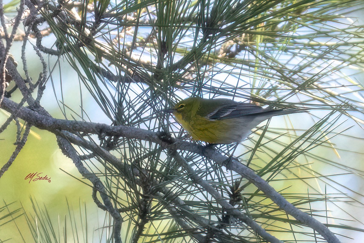 Reinita del Pinar - ML646078942