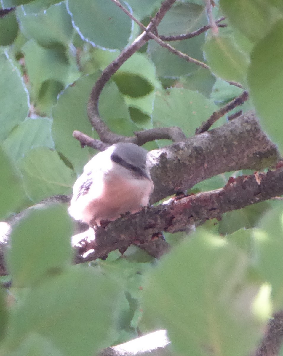 סיטה אירופית - ML646078944