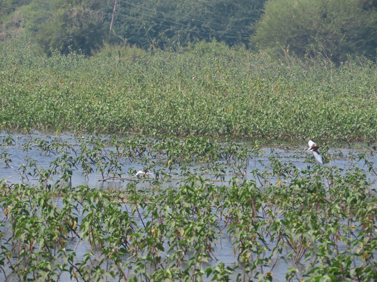 Pheasant-tailed Jacana - ML646078946