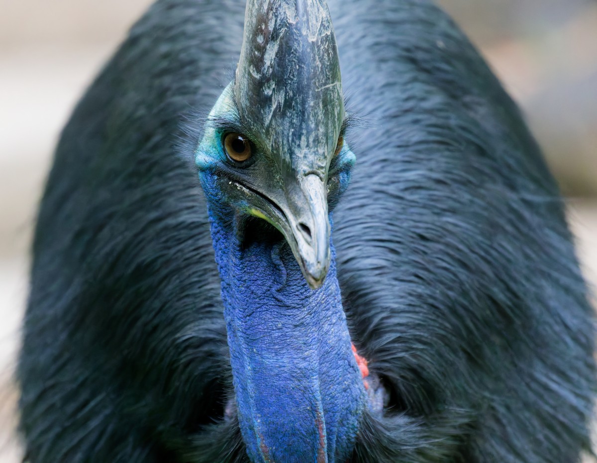 Southern Cassowary - ML646078949