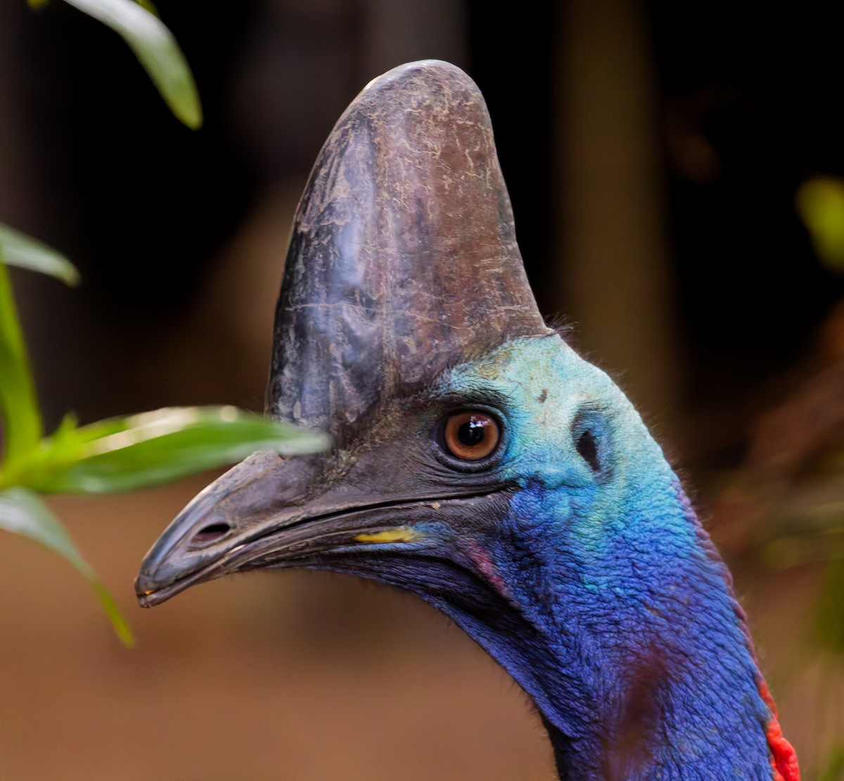 Southern Cassowary - ML646078950
